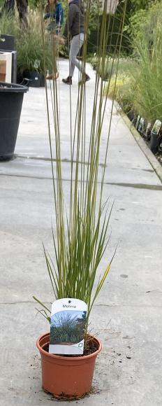 Molinia caerulea 'Heidebraut'