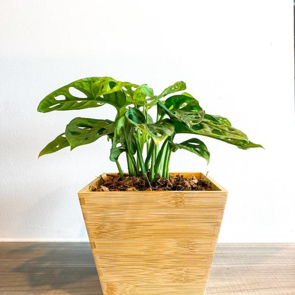 Monstera Obliqua Monkey