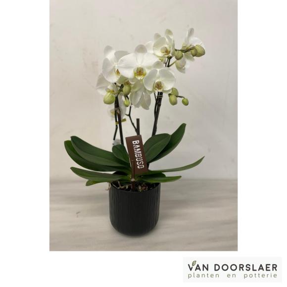 Orchidee Bambuso