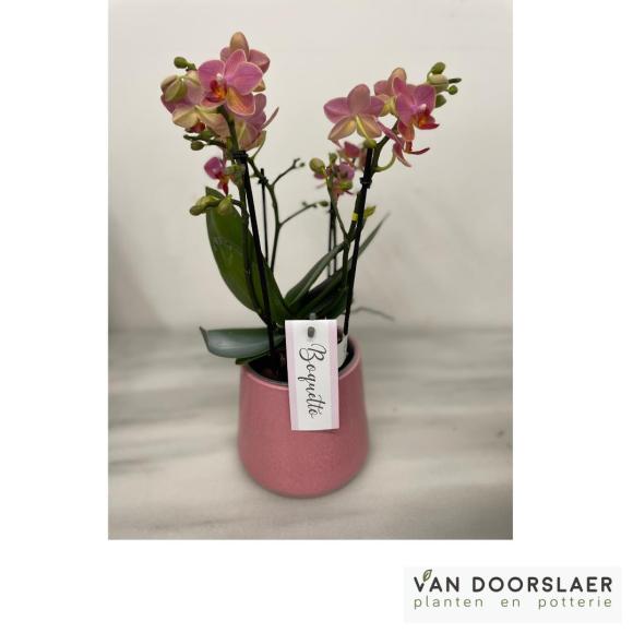 Orchidee Boquetto