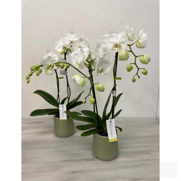 Orchidee Maistro