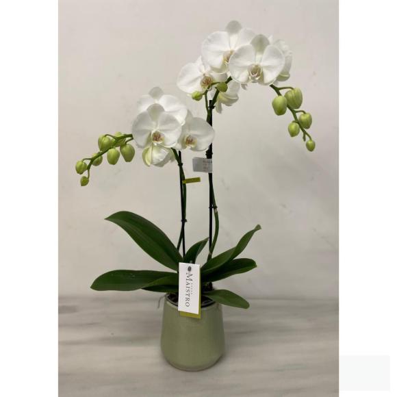 Orchidee Maistro