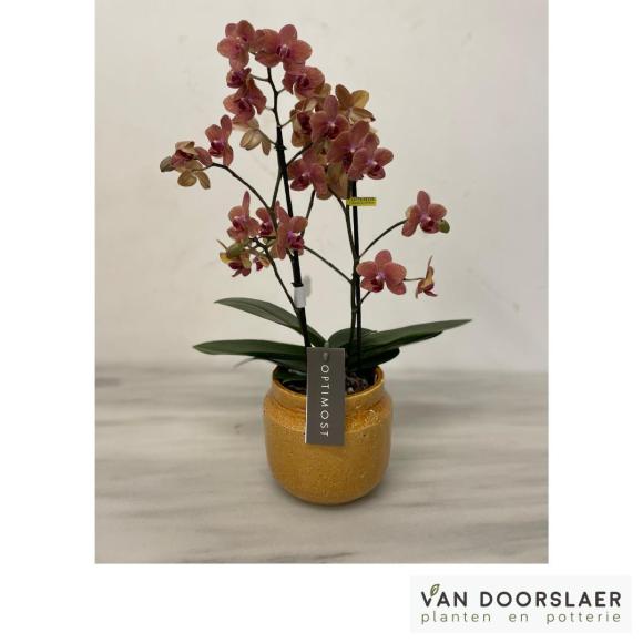Orchidee Optimost
