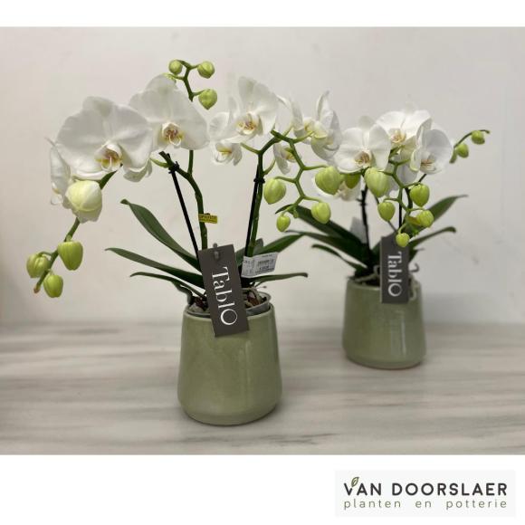 Orchidee Tablo