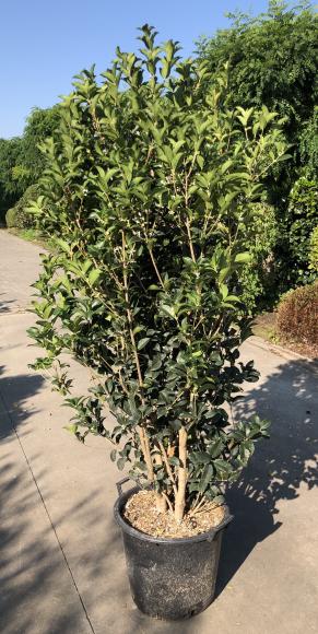 Osmanthus aquifolium
