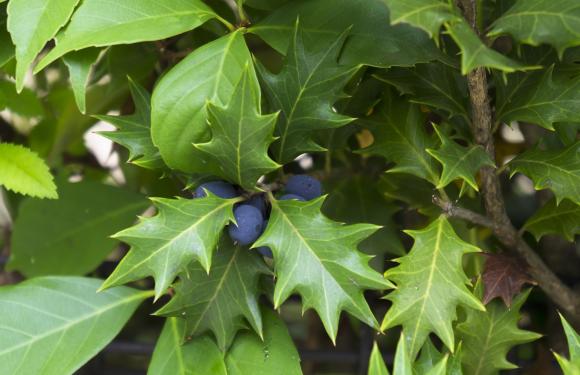 Osmanthus heterophyllus