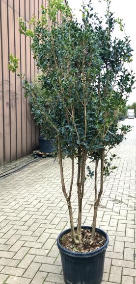 Osmanthus ilicifolius