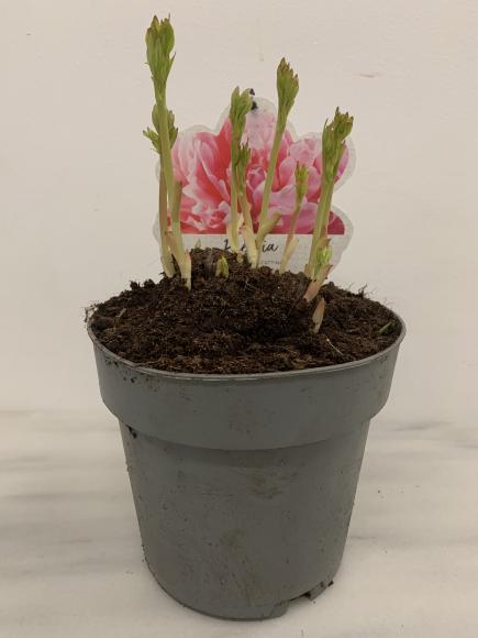 Paeonia (LD) 'Sarah Bernhardt'