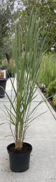 Panicum virgatum 'Northwind'