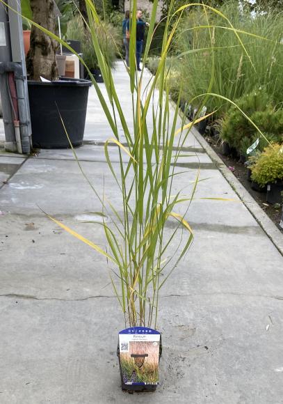 Panicum virgatum 'Rehbraun'