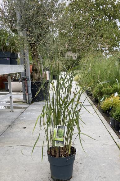 Panicum virgatum 'Stafa'