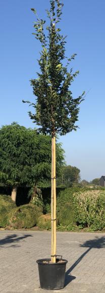 Parrotia persica 'sycoparrotia'