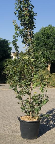 Parrotia persica 'sycoparrotia'