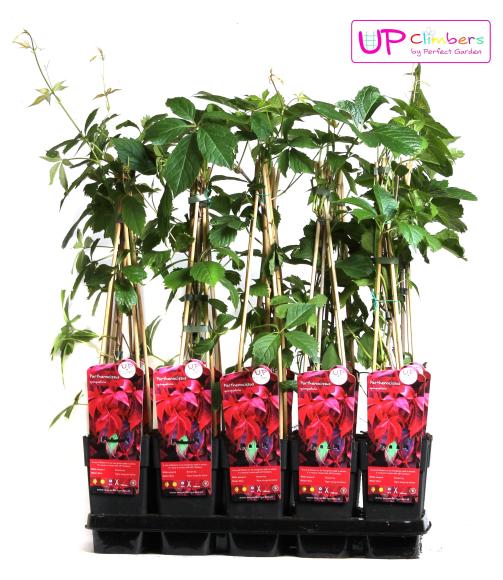 Parthenocissus quinquefolia