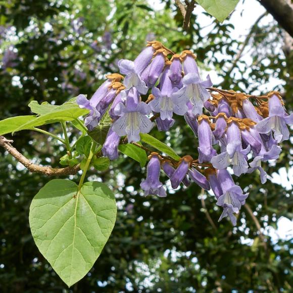 Paulownia tomentosa