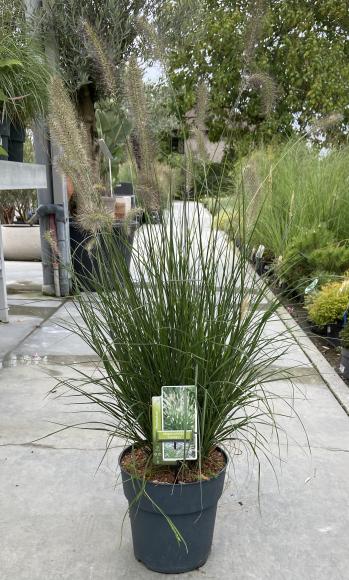 Pennisetum alopecuroides 'Hameln'