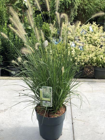 Pennisetum alopecuroides 'Hameln'