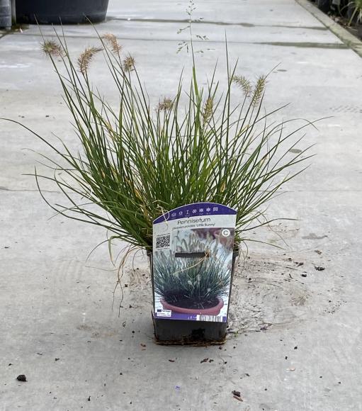 Pennisetum alopecuroides 'Little Bunny'