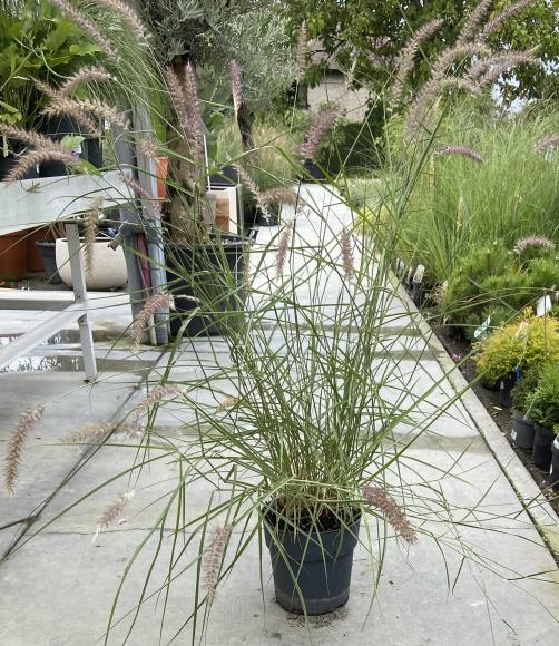 Pennisetum orientale 'Flamingo'