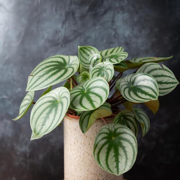 Peperomia 'Pepperspot'