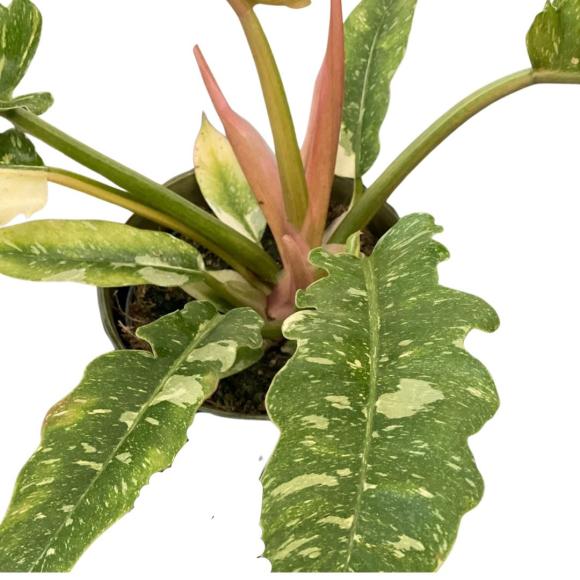 Philodendron Ring Of Fire