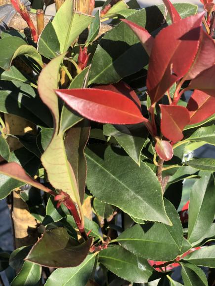 Photinia fraseri 'Dynamo Red'