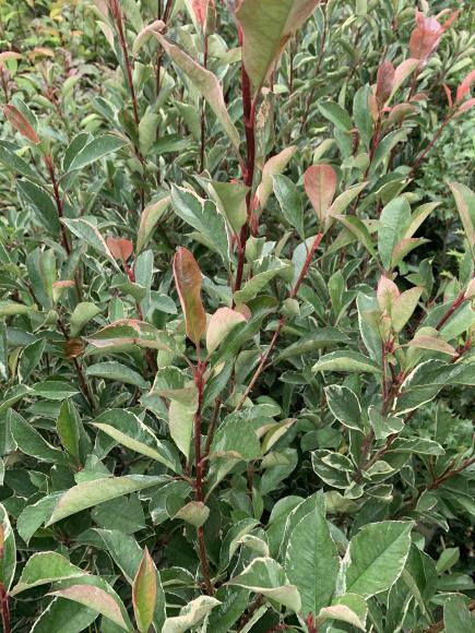 Photinia fraseri 'Dynamo red'