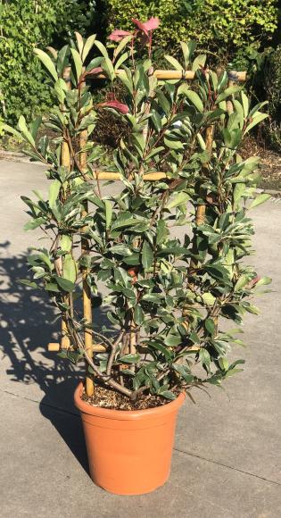 Photinia fraseri 'Pink Marble'