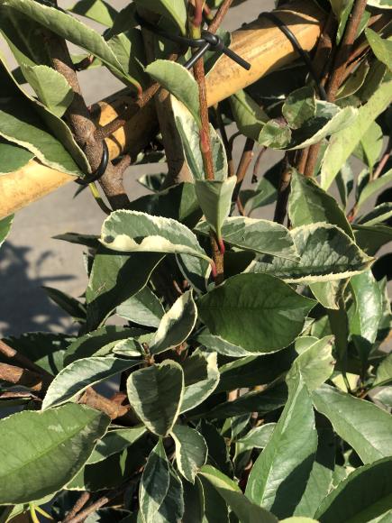 Photinia fraseri 'Pink Marble'