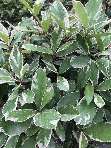 Photinia fraseri 'Pink Marble'
