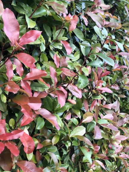 Photinia fraseri 'Red Robin'