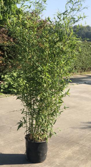Phyllostachys aurea