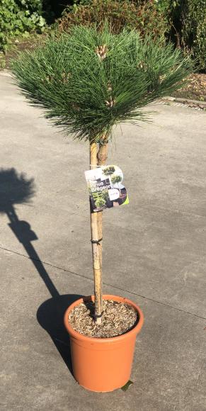 Pinus nigra 'Brepo'
