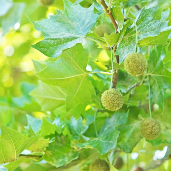 Platanus 'Alphen's Globe'