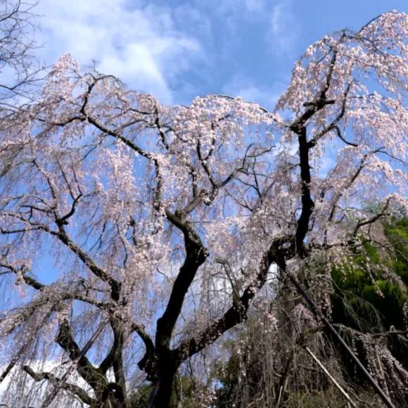 Prunus 'Kiku-Shidare-Zakura'