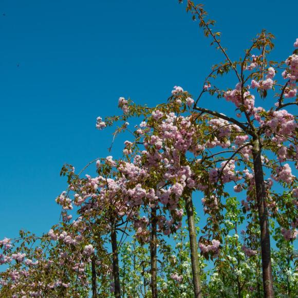 Prunus 'Kiku-Shidare-Zakura'