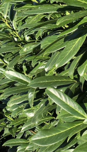 Prunus laurocerasus 'Caucasica'