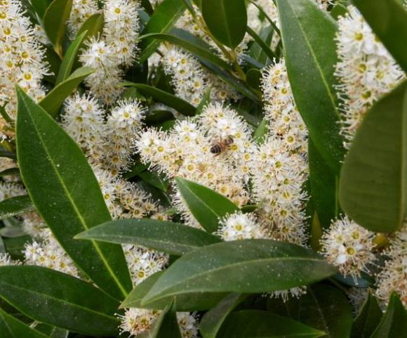 Prunus laur. 'Otto Luyken'