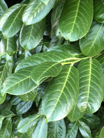 Prunus laurocerasus 'Rotundifolia'