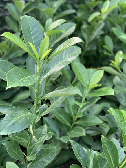 Prunus laurocerasus 'Rotundifolia'