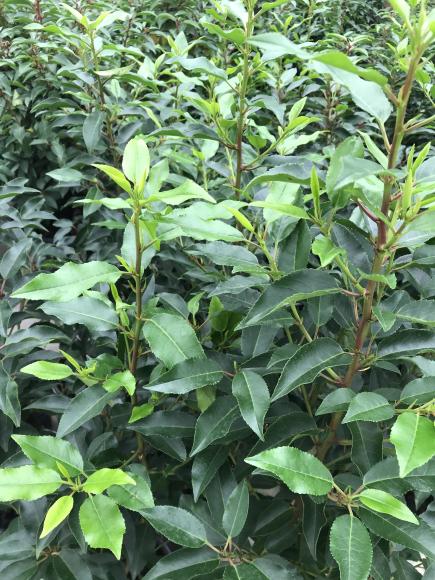 Prunus lusitanica 'Angustifolia