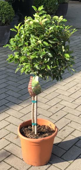 Prunus lusitanica 'Angustifolia