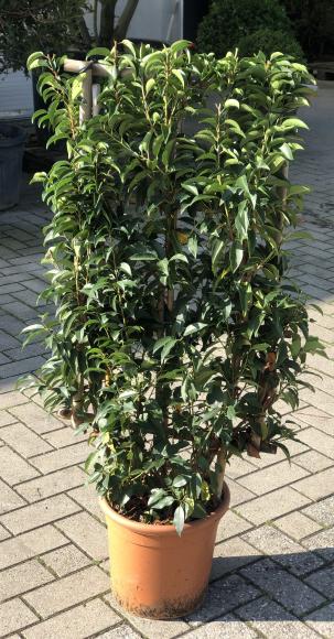 Prunus lusitanica 'Angustifolia