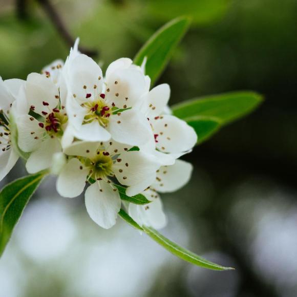 Pyrus salicifolia 'Pendula'