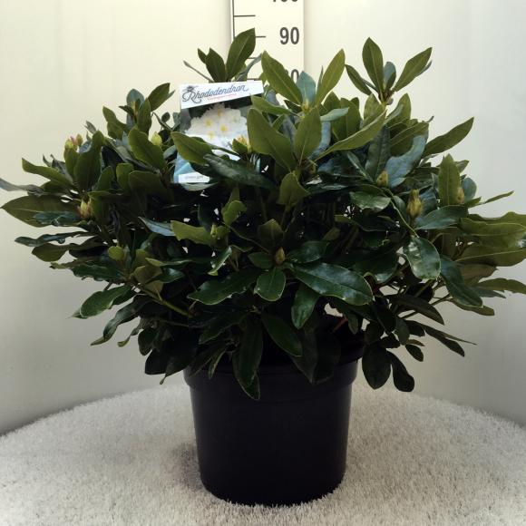Rhododendron (T) 'Cunningh. White'