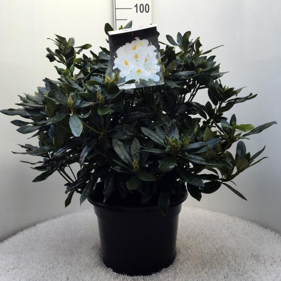 Rhododendron (T) 'Madame Masson'