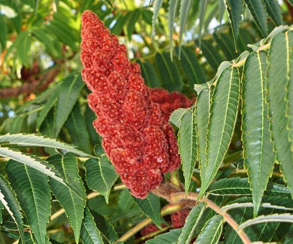 Rhus typhina