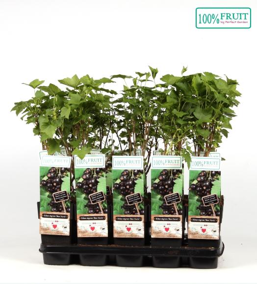 BIO Ribes nigrum 'Ben Nevis'