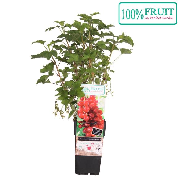 Ribes rubrum 'Jonkheer van Tets'