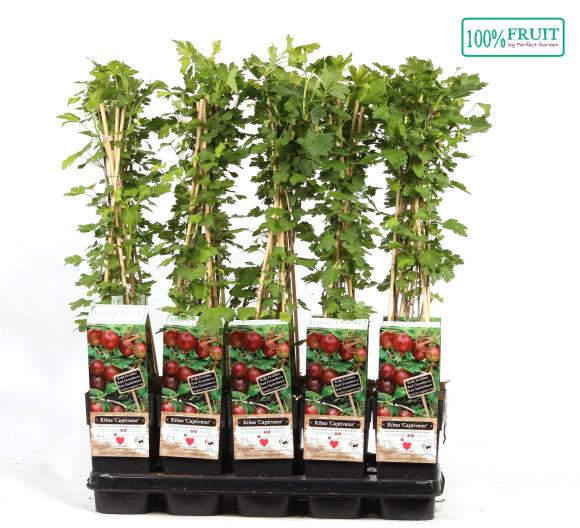 Ribes uva-crispa 'Captivator'